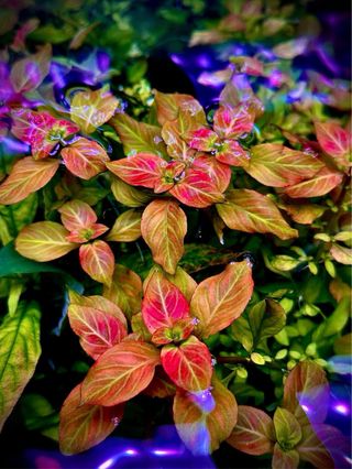 Fantastico lote 12 plantas de acuario INICIACIO
