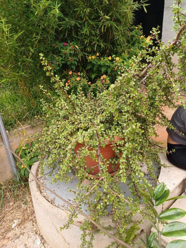 Impianto tipo Parrita o Dollar