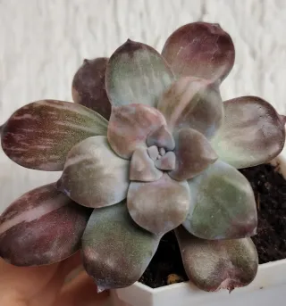 Graptopetalum supebum pentandum