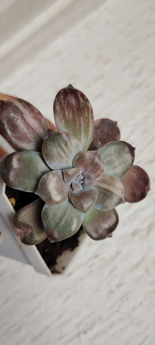 Graptopetalum supebum pentandum