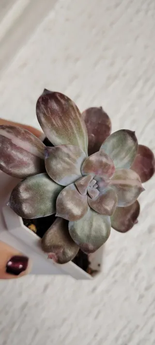 Graptopetalum supebum pentandum