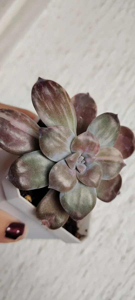 Graptopetalum supebum pentandum