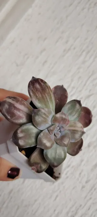 Graptopetalum supebum pentandum