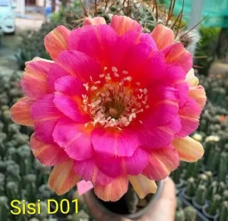 Cactus Lobivia SiSi D01