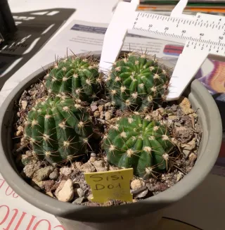 Cactus Lobivia SiSi D01