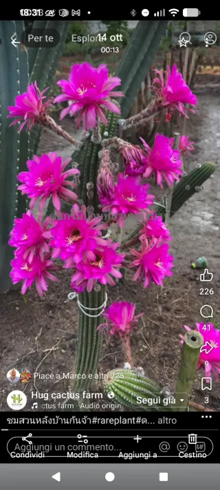 Hildewintera Mein plant rare plant