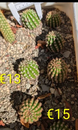 Hildewintera Mein plant rare plant