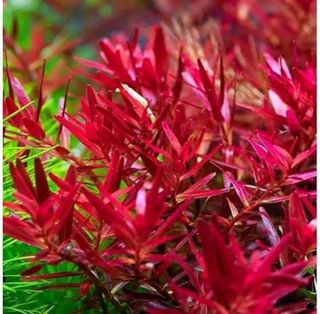 Lote de 15 plantas de acuario INICIACION