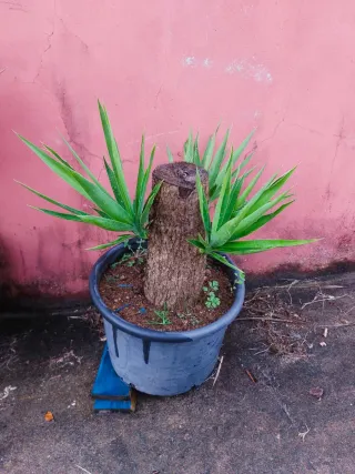 Planta Tronco de Brasil