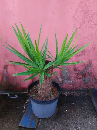 Planta Tronco de Brasil