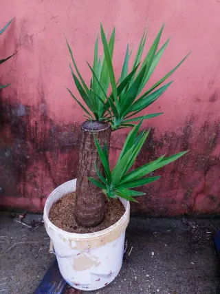 Planta Tronco de Brasil