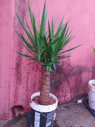 Planta Tronco de Brasil