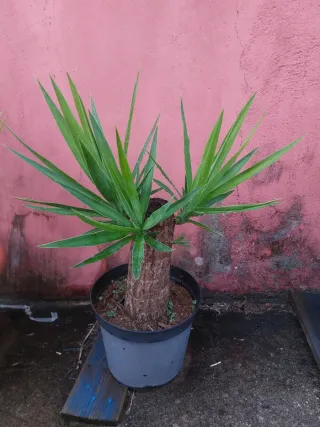 Planta Tronco de Brasil