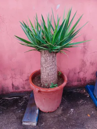 Planta Tronco de Brasil