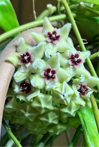 Talee Hoya , Il Fiore di Cera