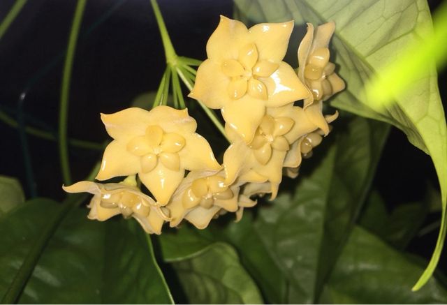 Talee Hoya , Il Fiore di Cera