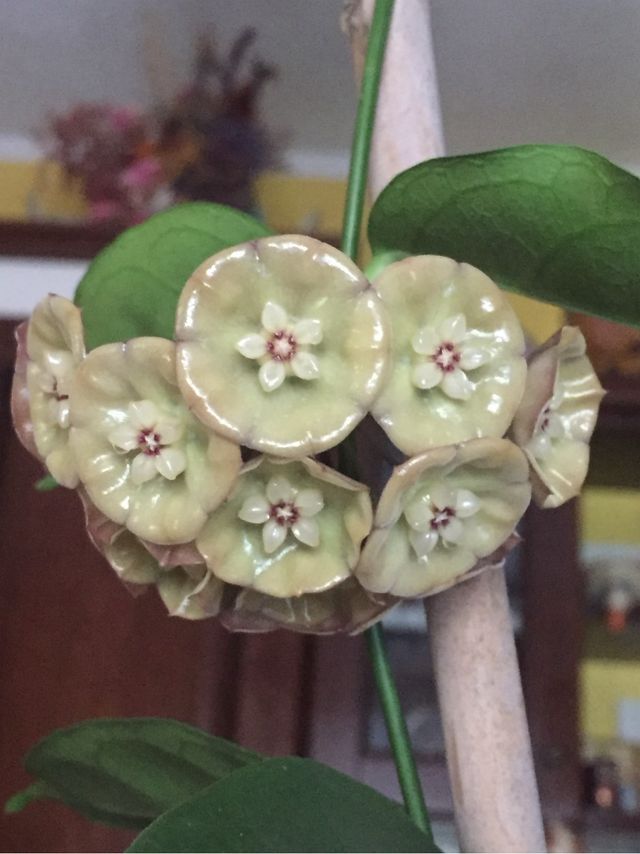 Talee Hoya , Il Fiore di Cera