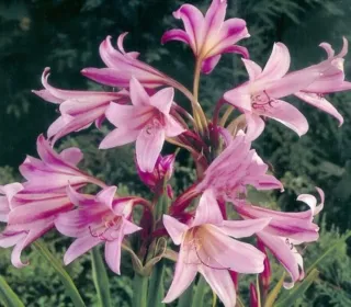 Amaryllis Belladonna set bulbi