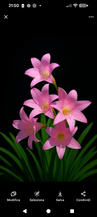 Amaryllis Belladonna set bulbi