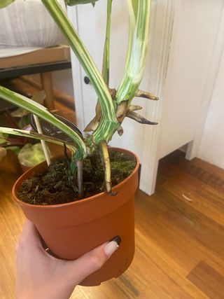 Monstera Albo Variegata