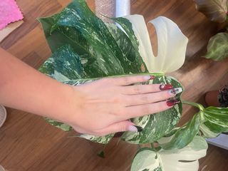 Monstera Albo Variegata