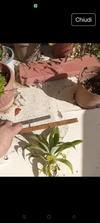 Agave attenuata pollone a radice nuda