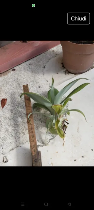 Agave attenuata pollone a radice nuda