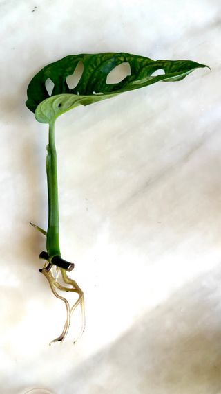 Talea Monstera Adansonii