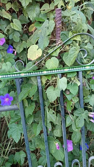 Rejas metálicas en buen estados