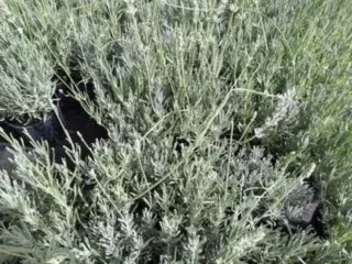 LAVANDA. AROMÁTICAS 