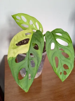 Monstera Adansonii Variegata