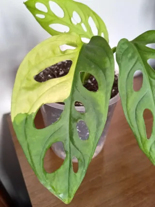 Monstera Adansonii Variegata