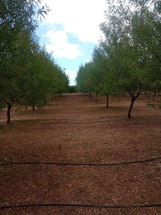 Terreno en venta en Alcàsser