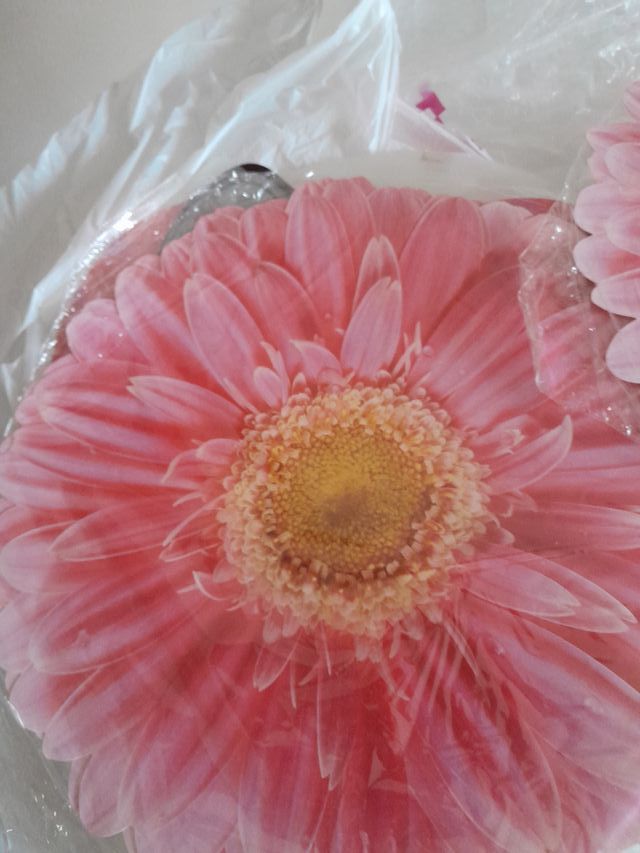 Tovagliette plastica fiore rosa