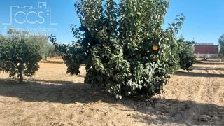 Terreno en venta en Almonte en Almonte