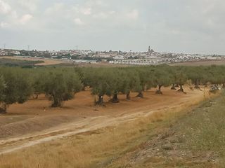 Terreno en venta en Salteras