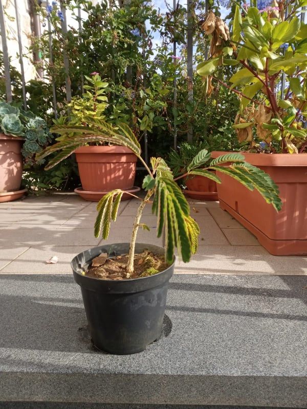 Albizia julibrissin h 10-15cm vaso 14