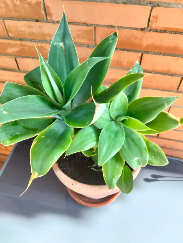 Planta Agave Verde