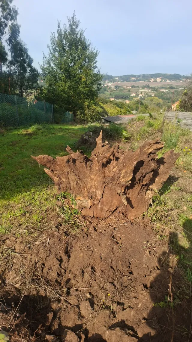 Raíz de castaño natural decorativa