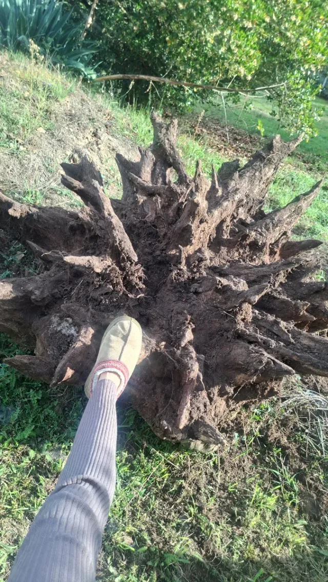 Raíz de castaño natural decorativa