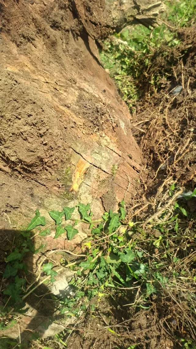 Raíz de castaño natural decorativa