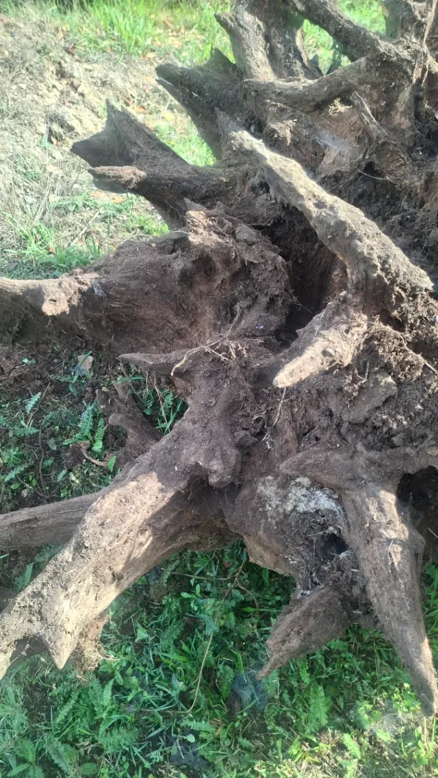 Raíz de castaño natural decorativa