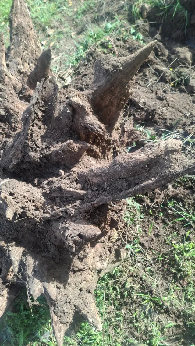 Raíz de castaño natural decorativa