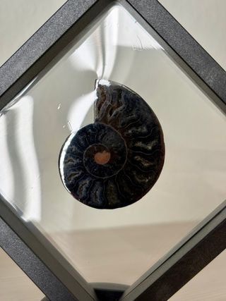 Coppia di ammoniti in quadro