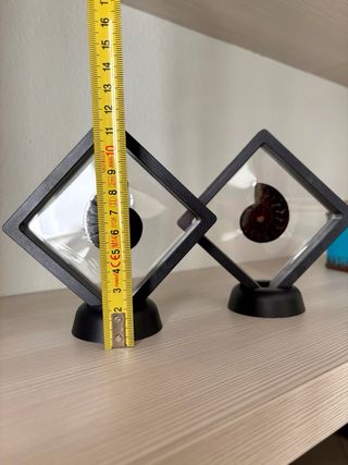 Coppia di ammoniti in quadro