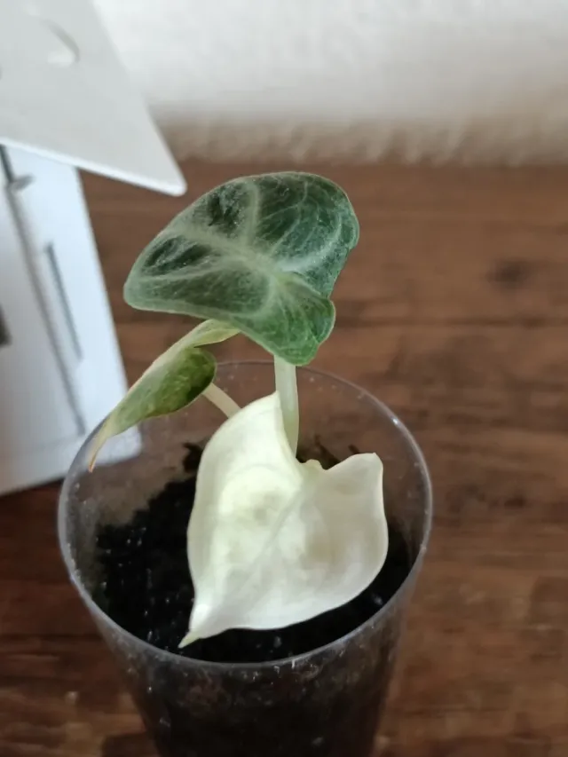 Alocasia Ninja Variegata