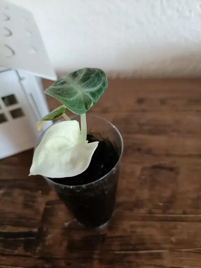 Alocasia Ninja Variegata