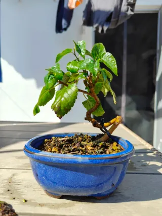 Bonsái Morera