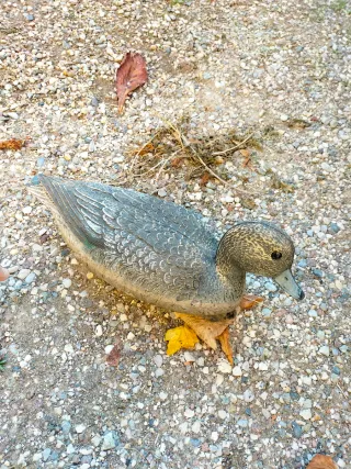 Richiamo per anatre da collezione