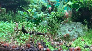 Acuario plantado 80L
Torremolinos Málaga 